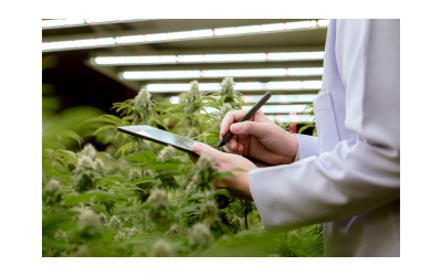Cannabis Is Interfering With The Heart