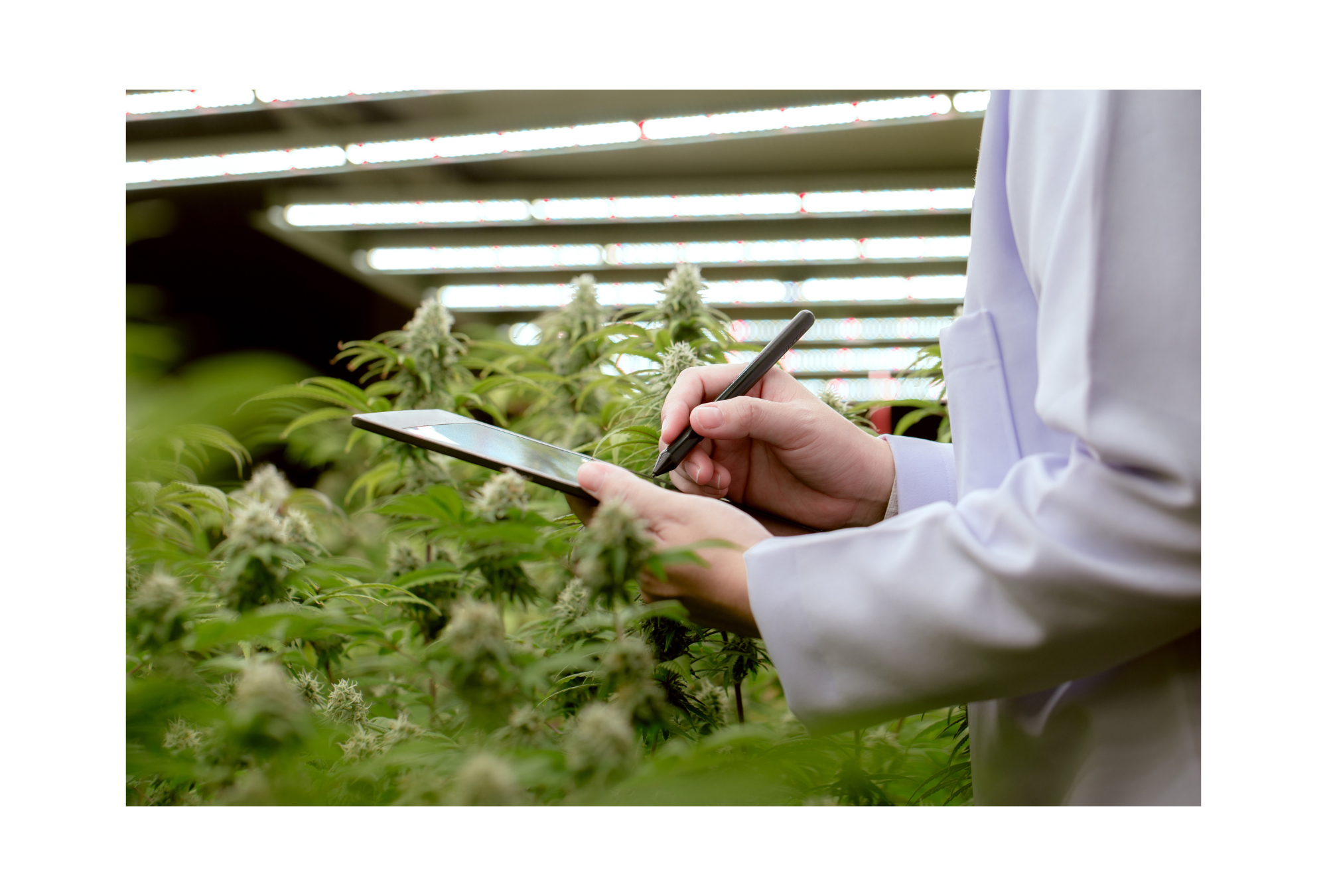 Cannabis Is Interfering With The Heart